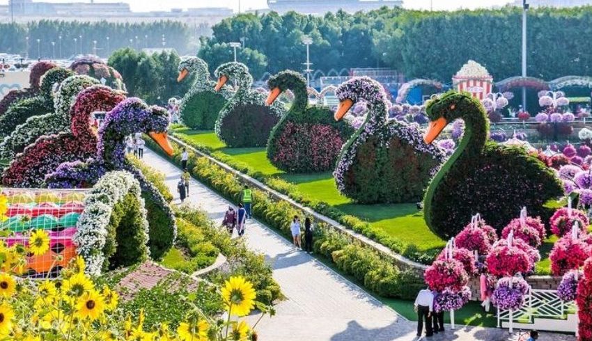 Dubai-miracle-garden2-850×501